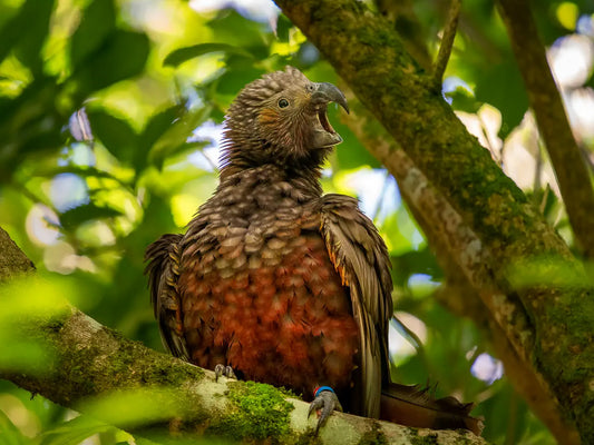 Kaka fledgling calling