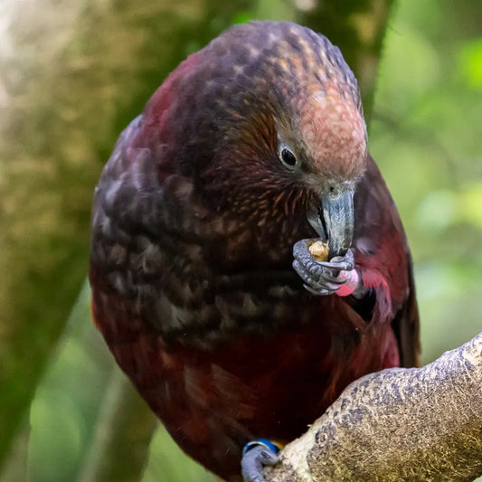 Kaka with pink head eating