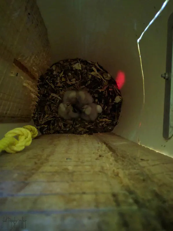 Inside a kaka nestbox looking down on baby chicks