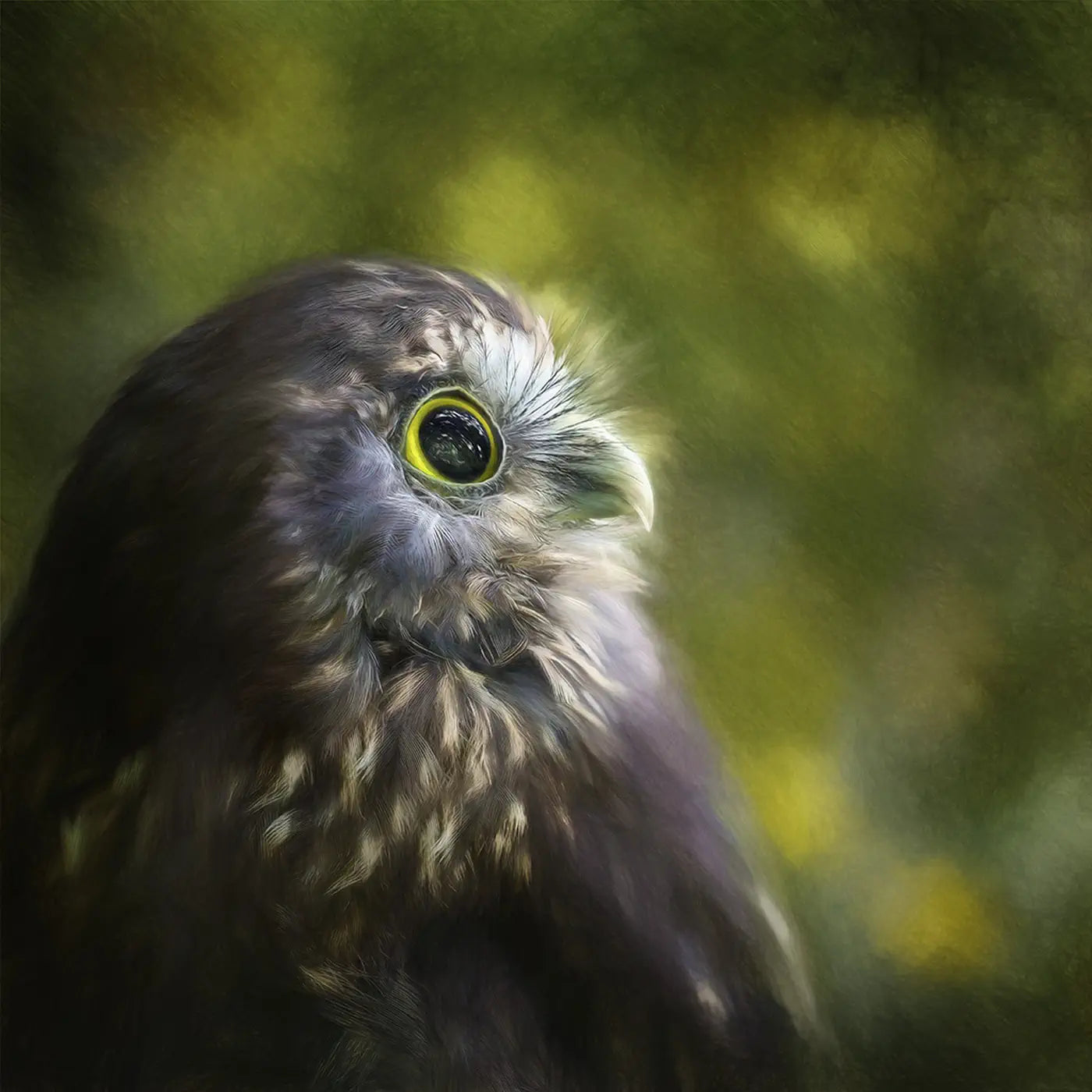 painting of a ruru owl in profile
