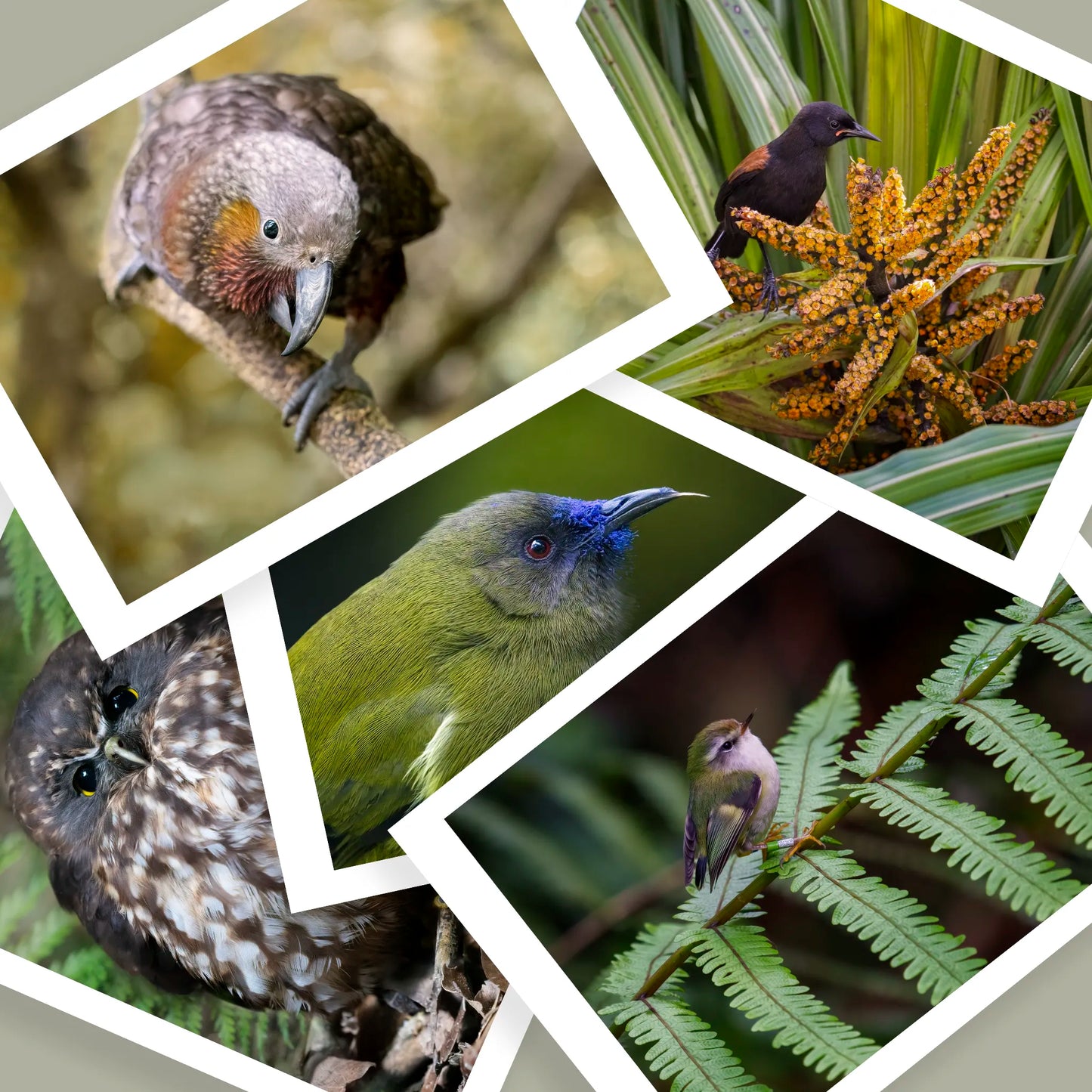 Assortment of prints featuring birds