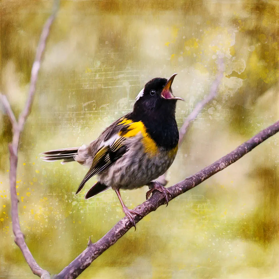 An artwork of a hihi/stitchbird singing on a branch