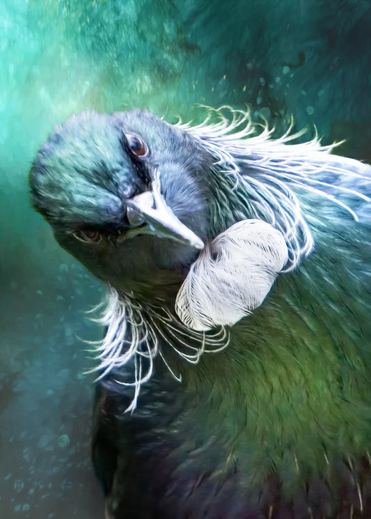 quizzical tui artwork - rectangular version