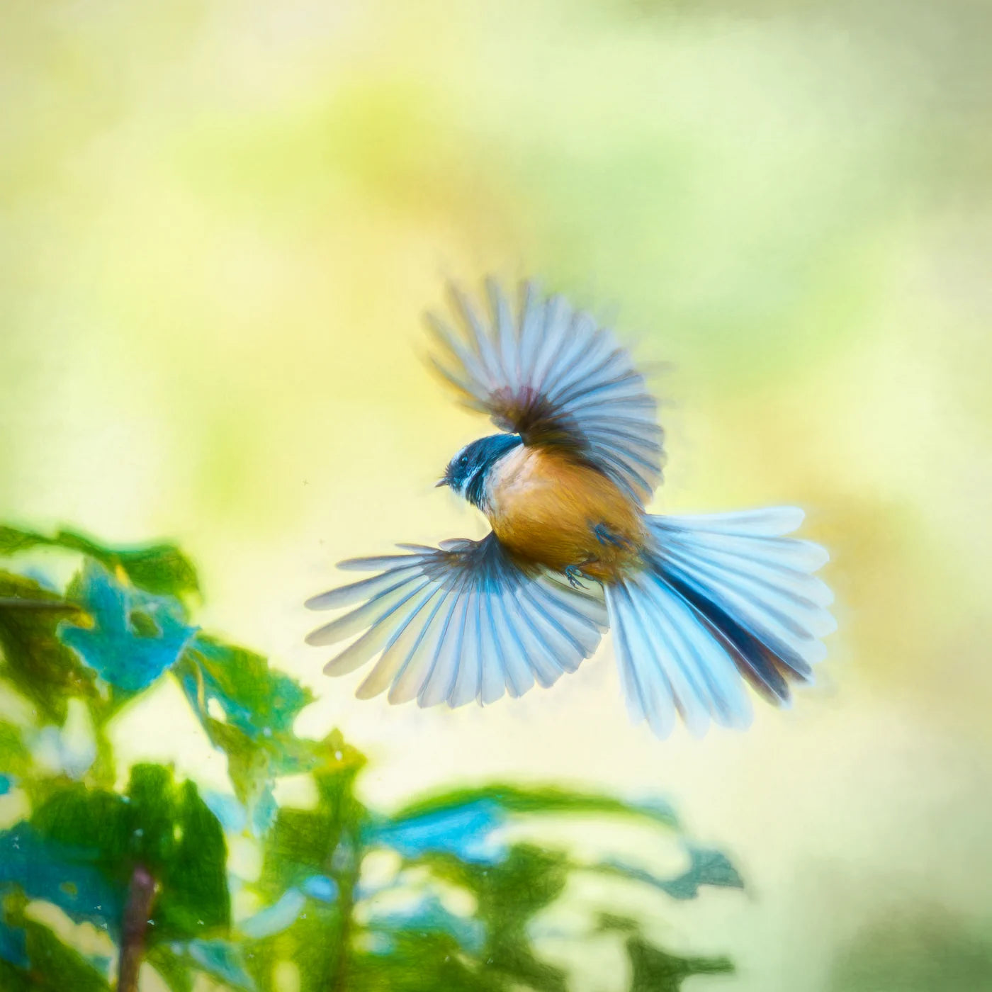 tiny bird flying with wings and tail fully spread