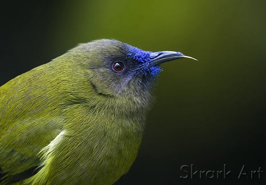 Bellbird with tongue sticking out