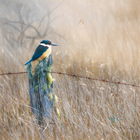 Bird perched on a fence post in a field with a blurred background