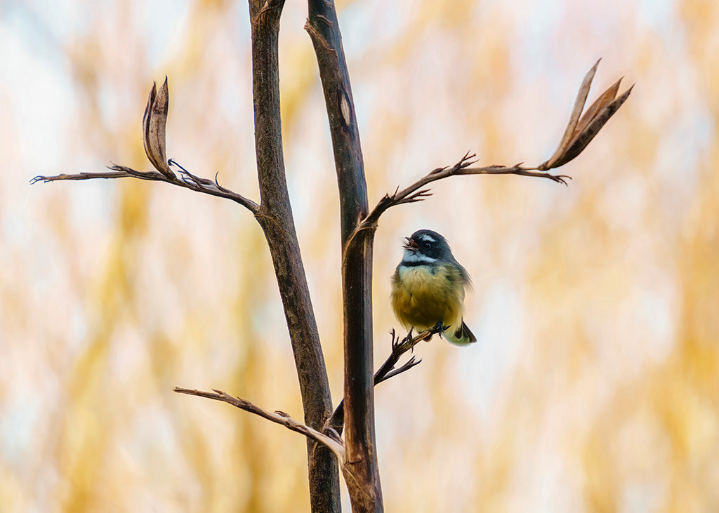 digital image of a fantail