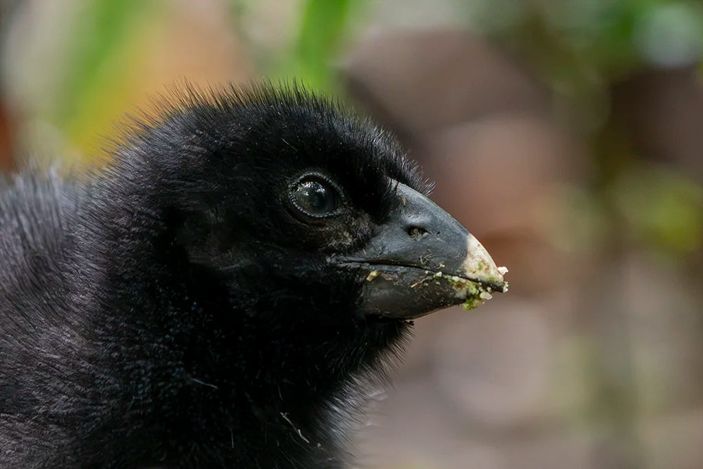 Takahē Chick - photographic print