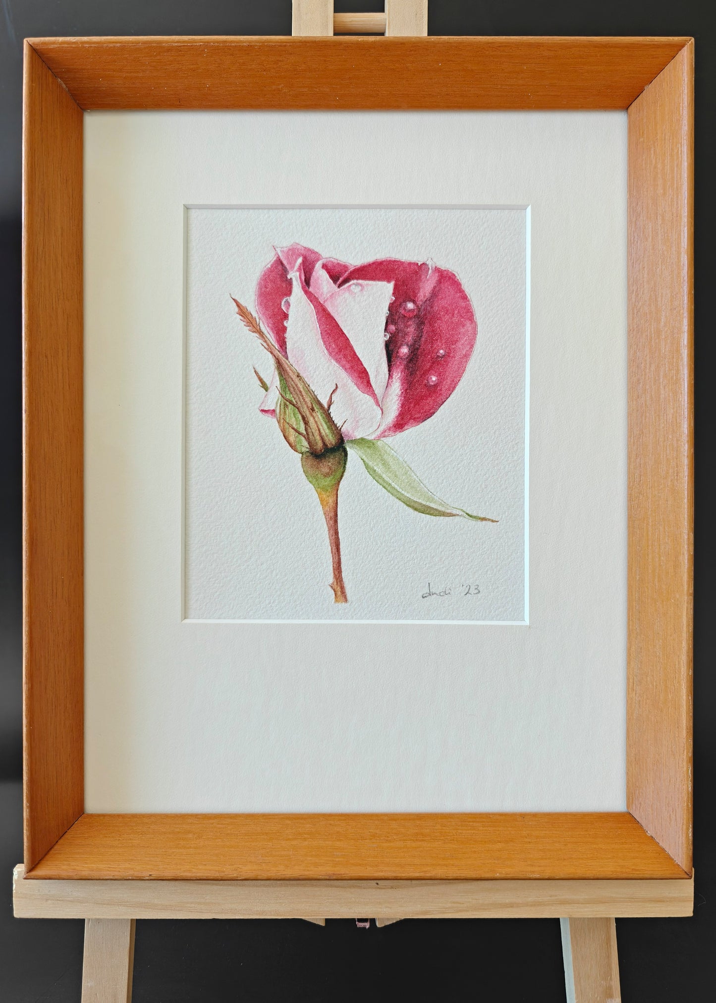 Framed artwork of a red and white rose in watercolour