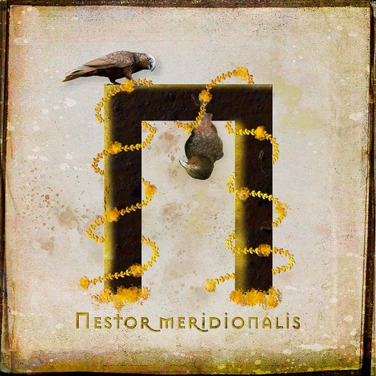 Digital image used for the artwork of two kaka playing on the letter N