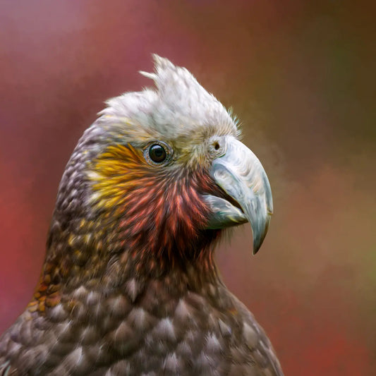 Portrait of a kākā parrot with a mohawk