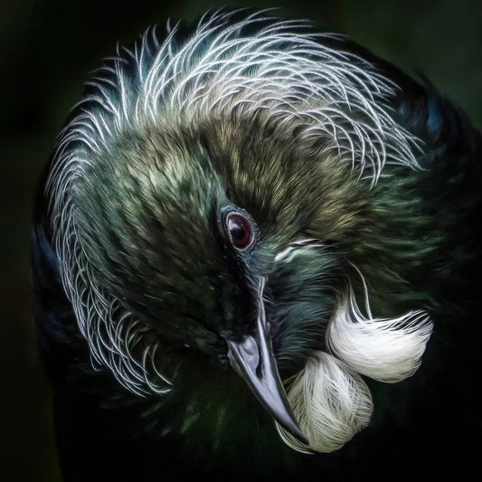 A portrait of a tui bird with white neck feathers creating a halo