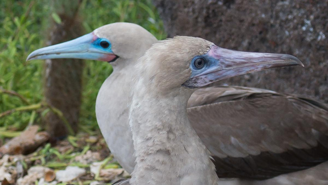 Red-footed booby subadults and adult
