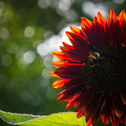 Backlit sunflower - my take on a "bad" photo, from Marc Levoy's first assignment.
