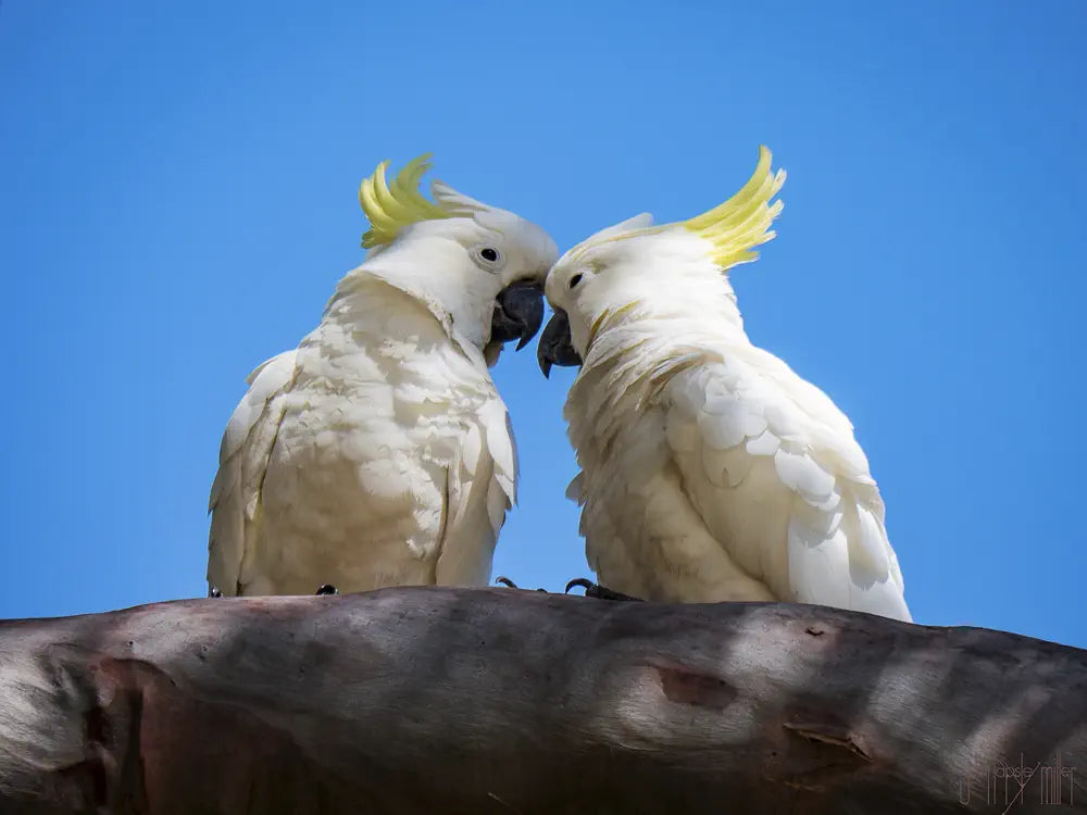 two cockatoos on a branch nuzzling lovingly