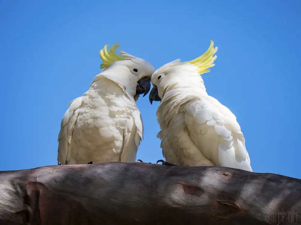 Two affectionate cockatoos