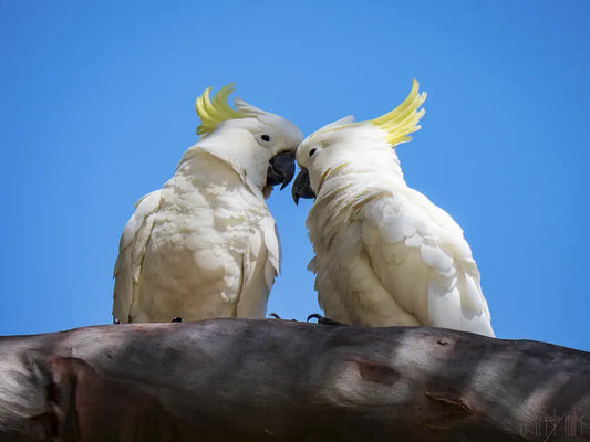 Two affectionate cockatoos