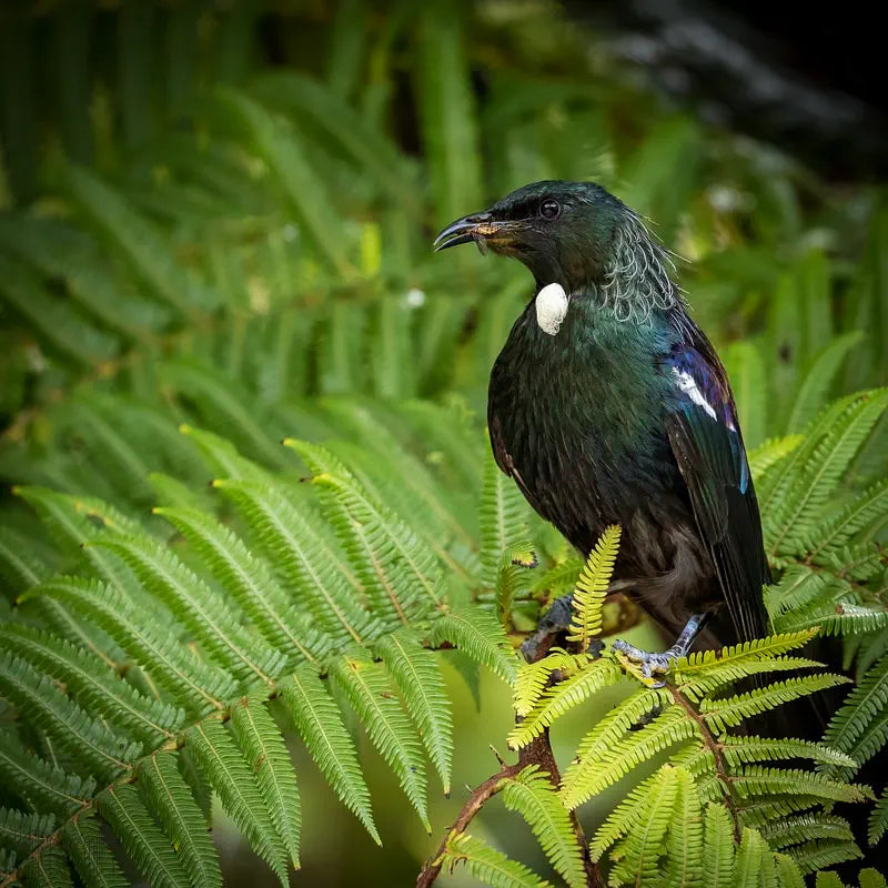 Tui perched on mamaku with insect in beak