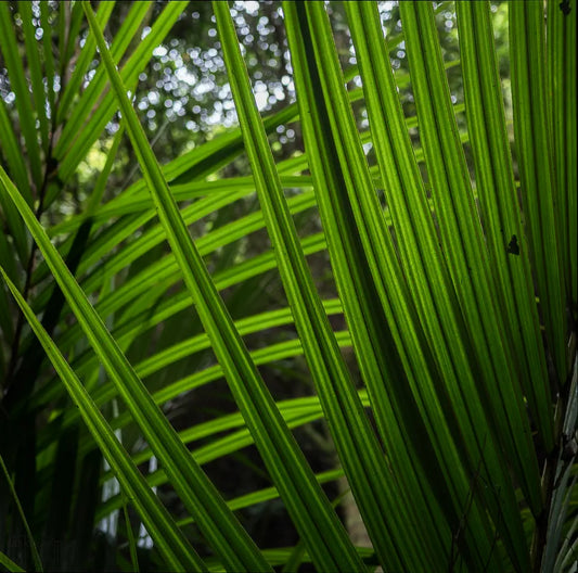 nikau palm fronds backlit with low winter sun