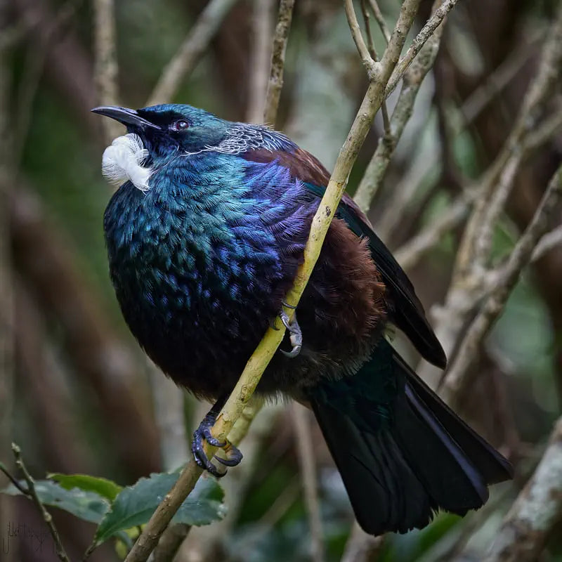 tui