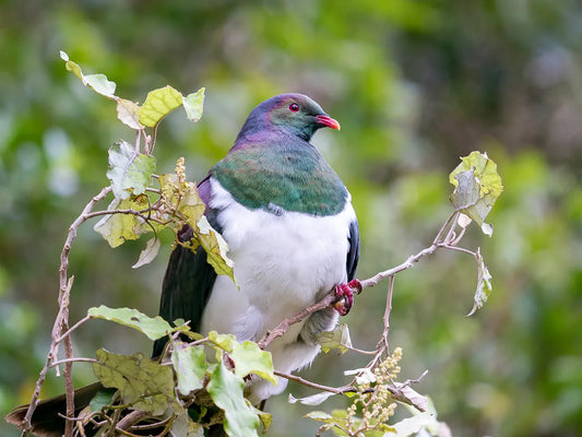 Kereru perched in rangiora