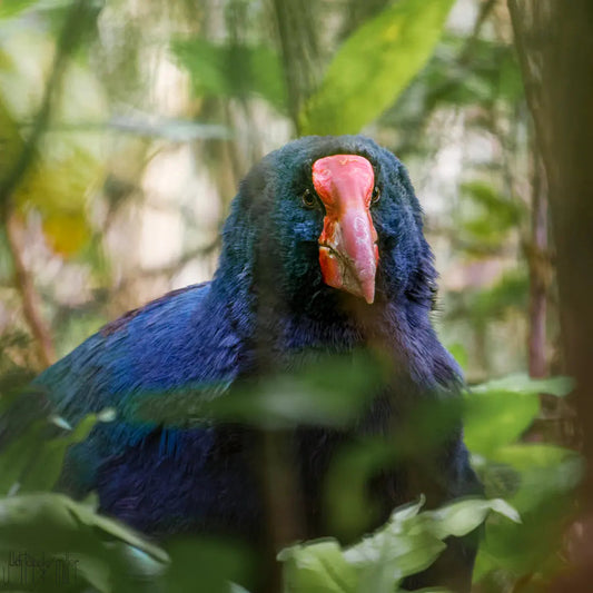 Orbell Takahe