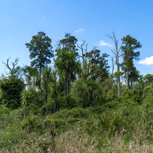 Tall trees in wetlands on a lovely summer's day