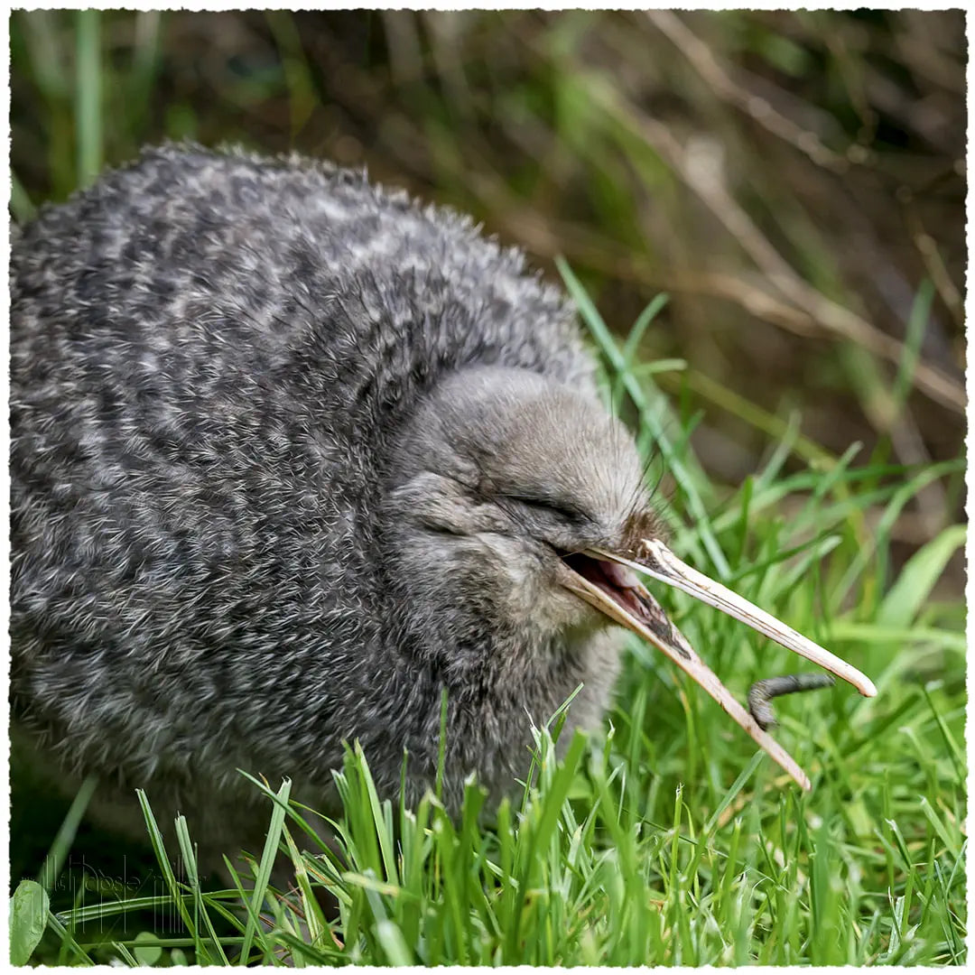 Kiwi eating grassgrubs during the day