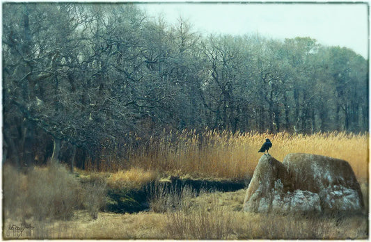 Grasslands at Cape Cod