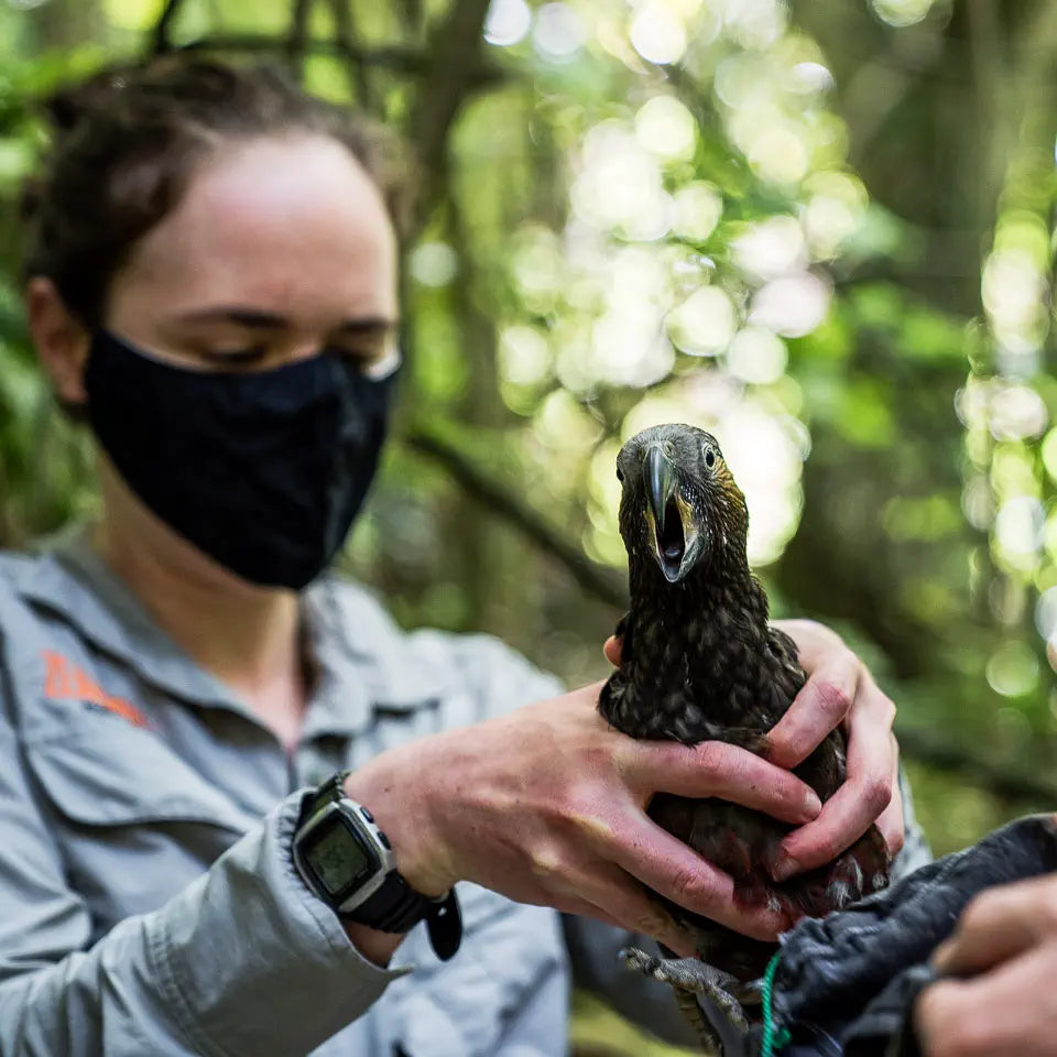Conservation ranger holds a skrarking kaka chick