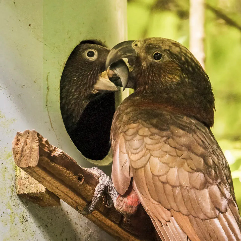 Kaka parent feeding chick at nestbox entrance
