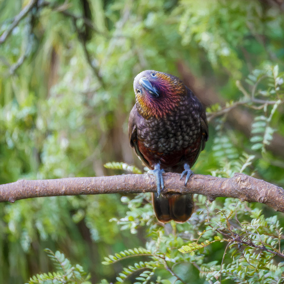 For the love of kākā: 20 years at Zealandia