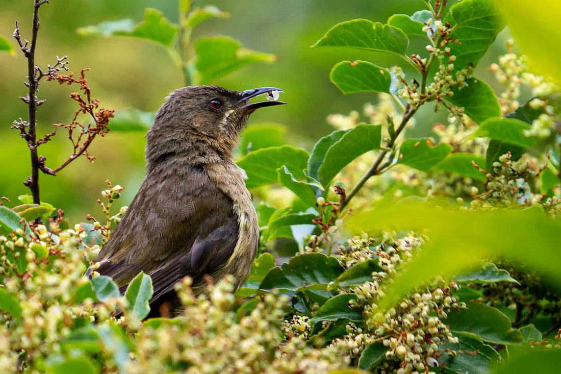 Korimako fledgling holding a berry in its beak