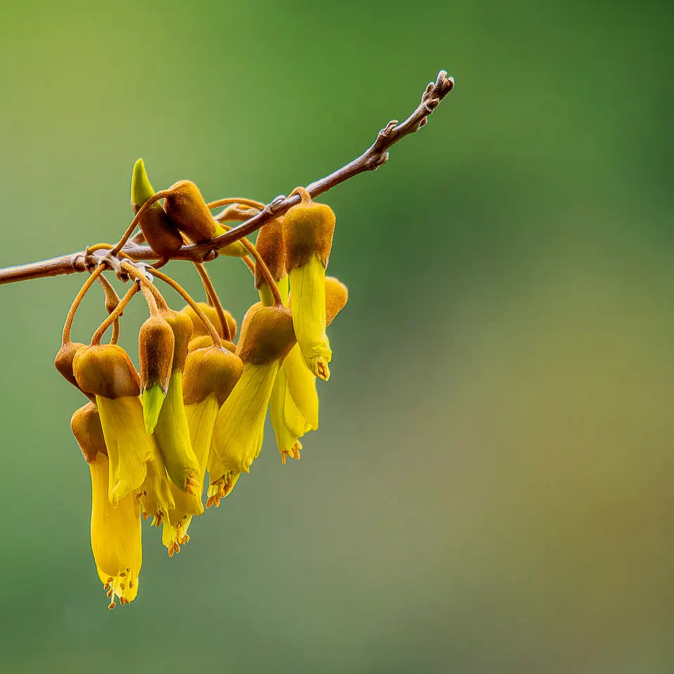 Kowhai blossoms