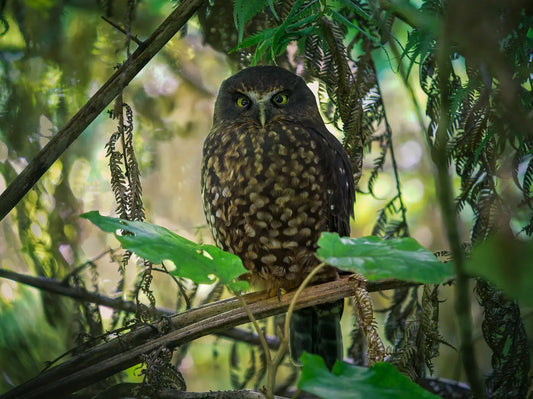 Ruru or morepork