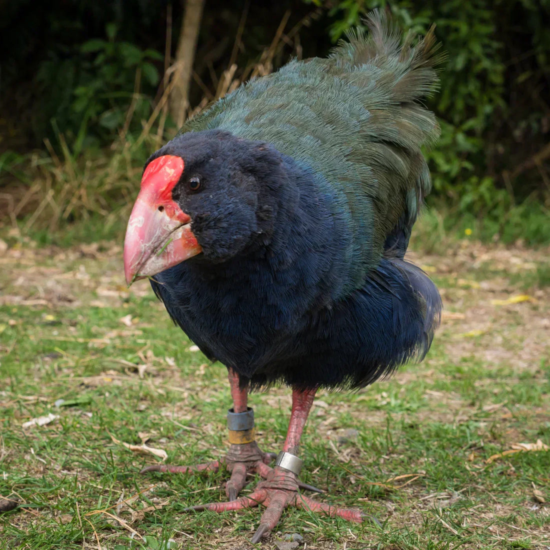 Takahē mugging for the camera