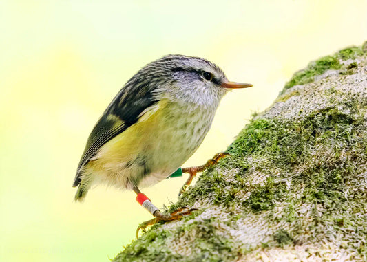 Tiny bird hopping up an angled tree branch