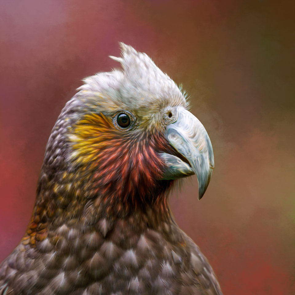 Painting of a kākā