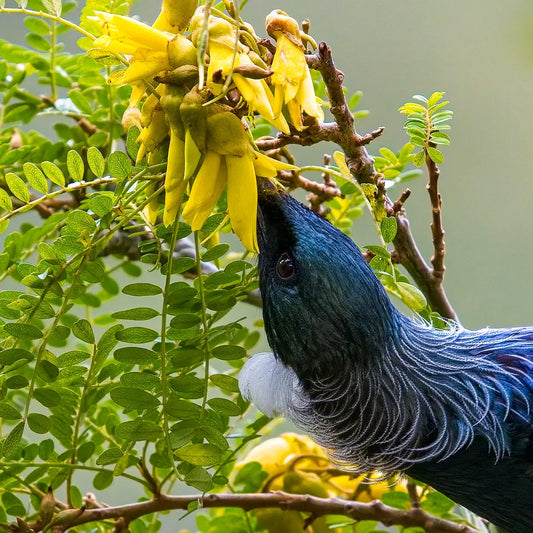 Tūī feasting on yellow kōwhai flowers