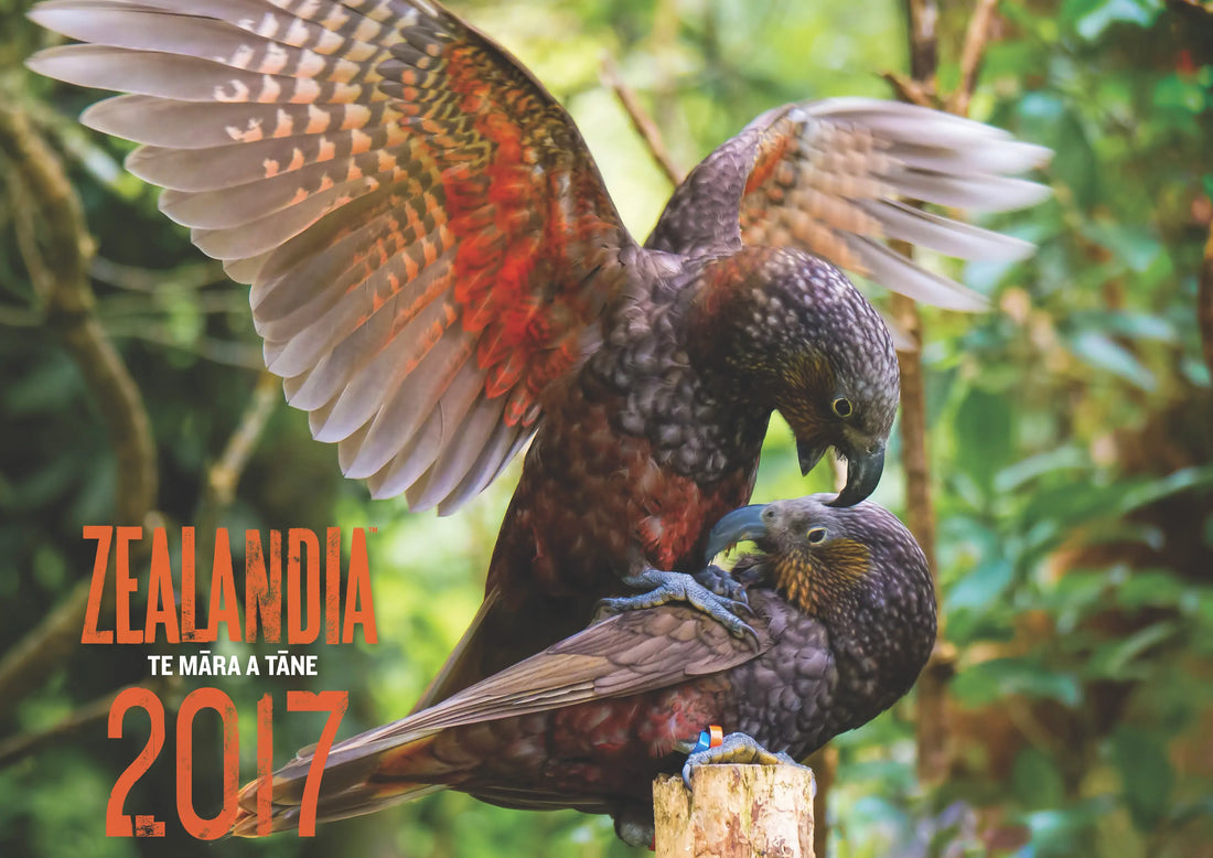 Zealandia calendar coverpage for 2017 with two mating kaka