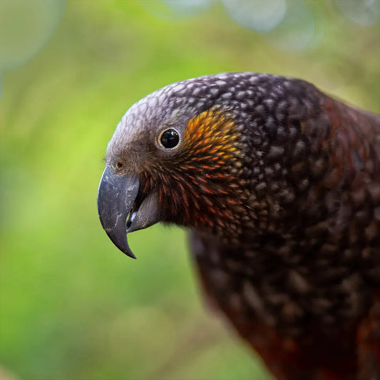 Kaka with blurred background