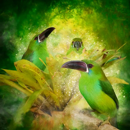 Three toucanets bath in bromeliad flowers - photoart