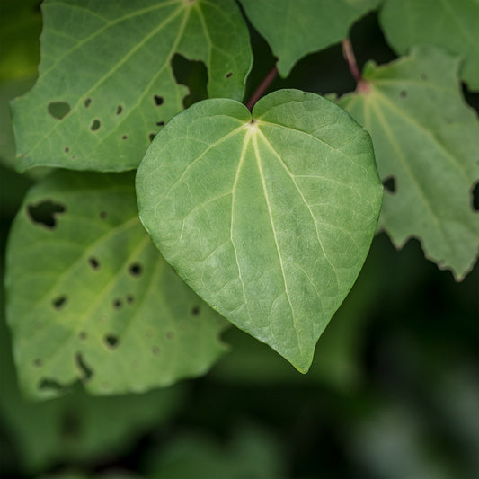 heartshaped green leaves of kawakawa