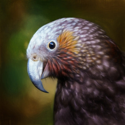 Kākā artwork "The Muse"