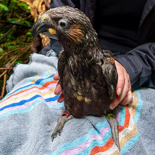 A kaka chick sitting on a towel with a hand gently holding it