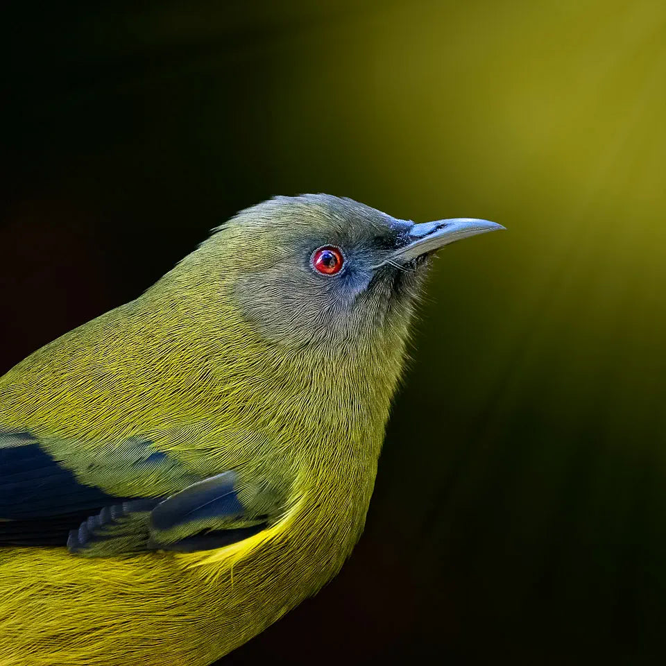 Photo of a korimako in a ray of sunshine