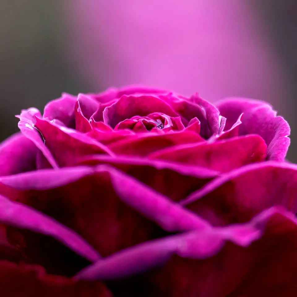 Deep magenta rose in bloom—rose artwork by Judi Lapsley Miller