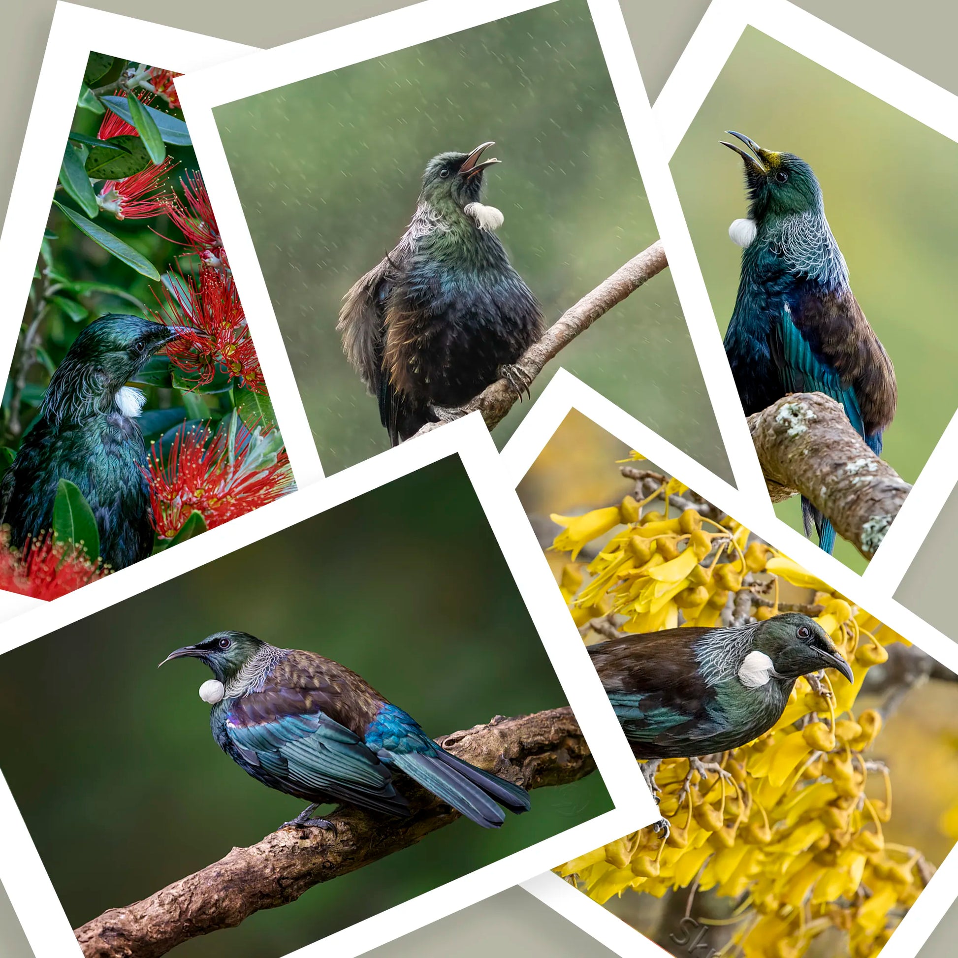 Five tui photographs scattered