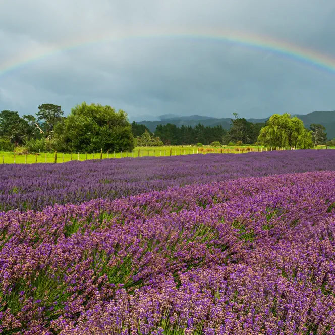 A rainbow spans a field of lavender