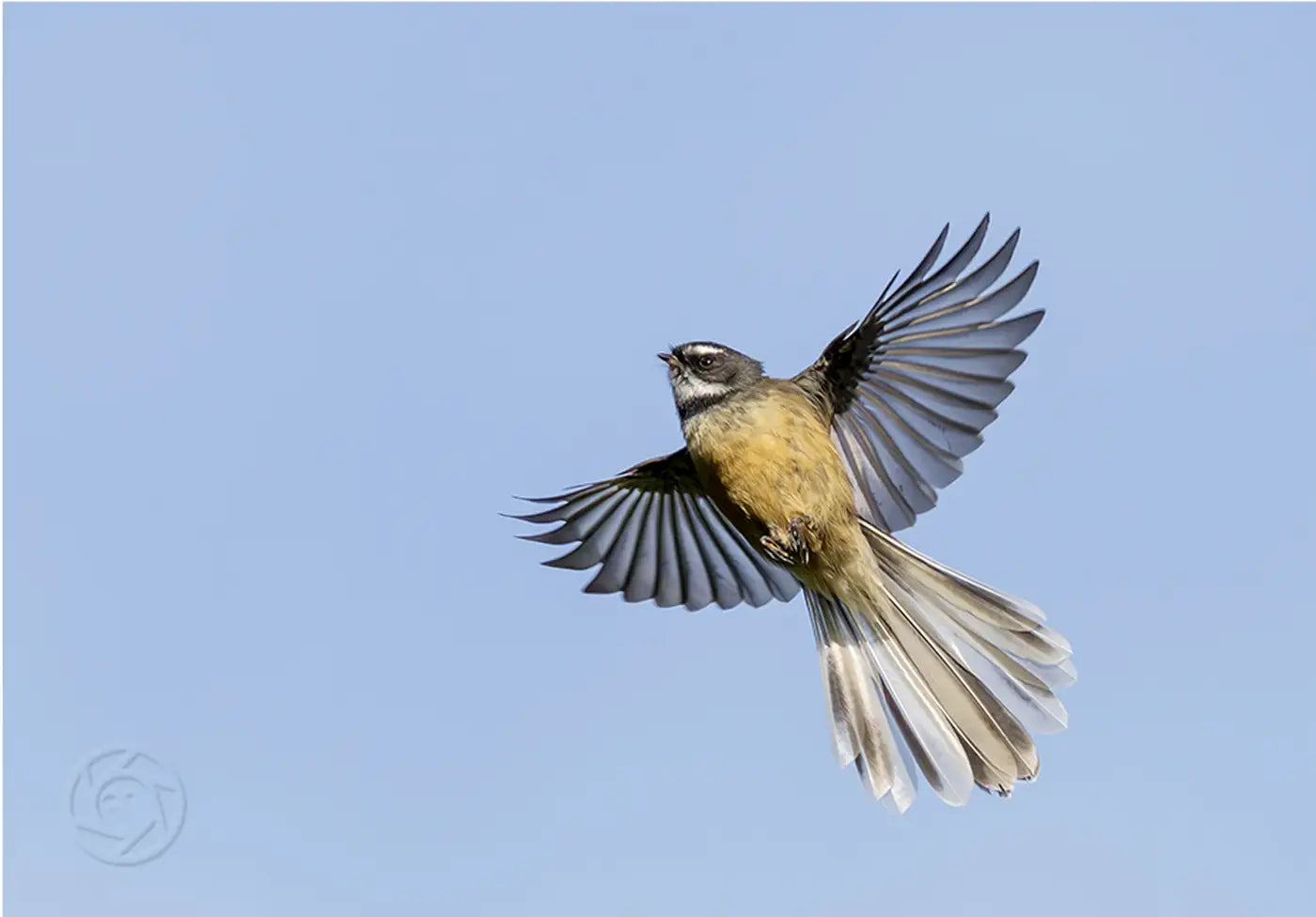 flying fantail with wings and tail spread